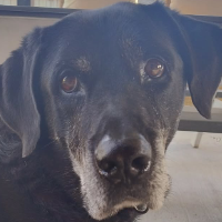 Baxter's story